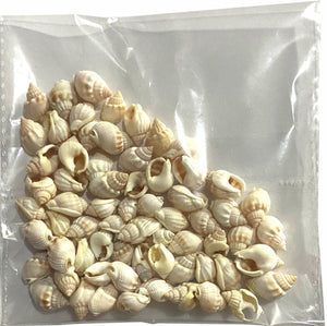 SeaShellsSmallPkt-OffWhite-China